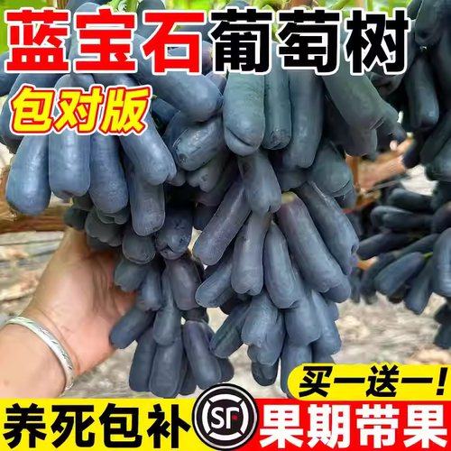 蓝宝石葡萄树苗特大号金手指带果