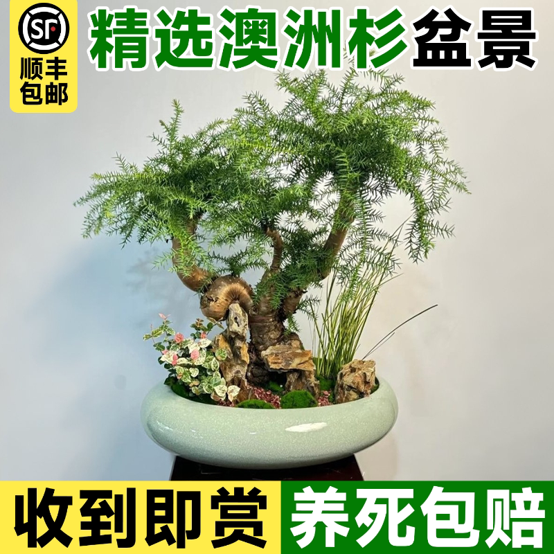 澳洲杉盆景树不老松老桩盆栽室