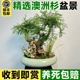 澳洲杉盆景树不老松老桩盆栽室内办公室桌面禅意绿植四季好养植物