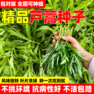 芦蒿种子蔬菜种子南京特产芦蒿种子水篙柳蒿茼蒿菜泥蒿苔四季种植