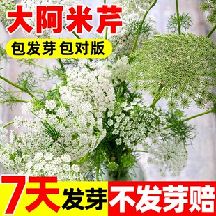 大阿米芹种子切花蕾丝花白雪珠花籽室外四季阳台庭院盆栽种子花卉