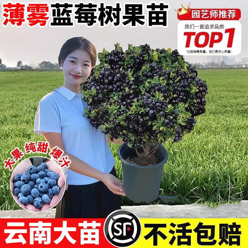 薄雾蓝莓树果苗带特大号L2