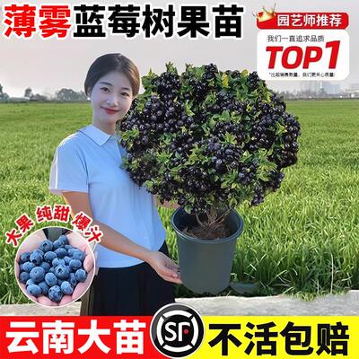 薄雾蓝莓树果苗带特大号L2