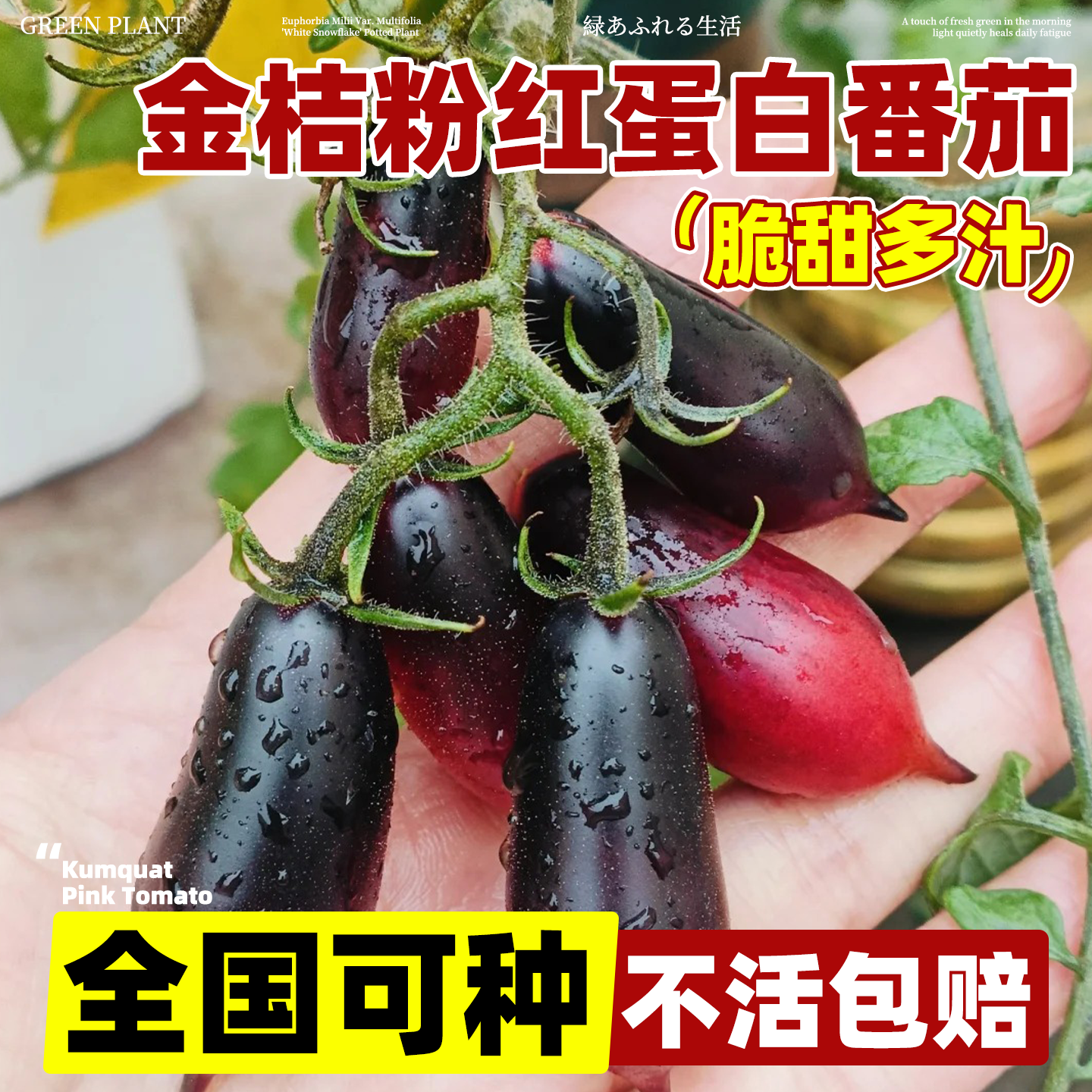 金桔粉红蛋白石番茄种子四季播种早熟俄罗斯爆花型高产好吃西红柿