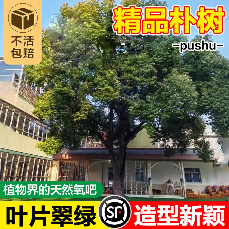 朴树树苗朴树大树园林绿化工程苗木行道树拆迁占地庭院道路风景树