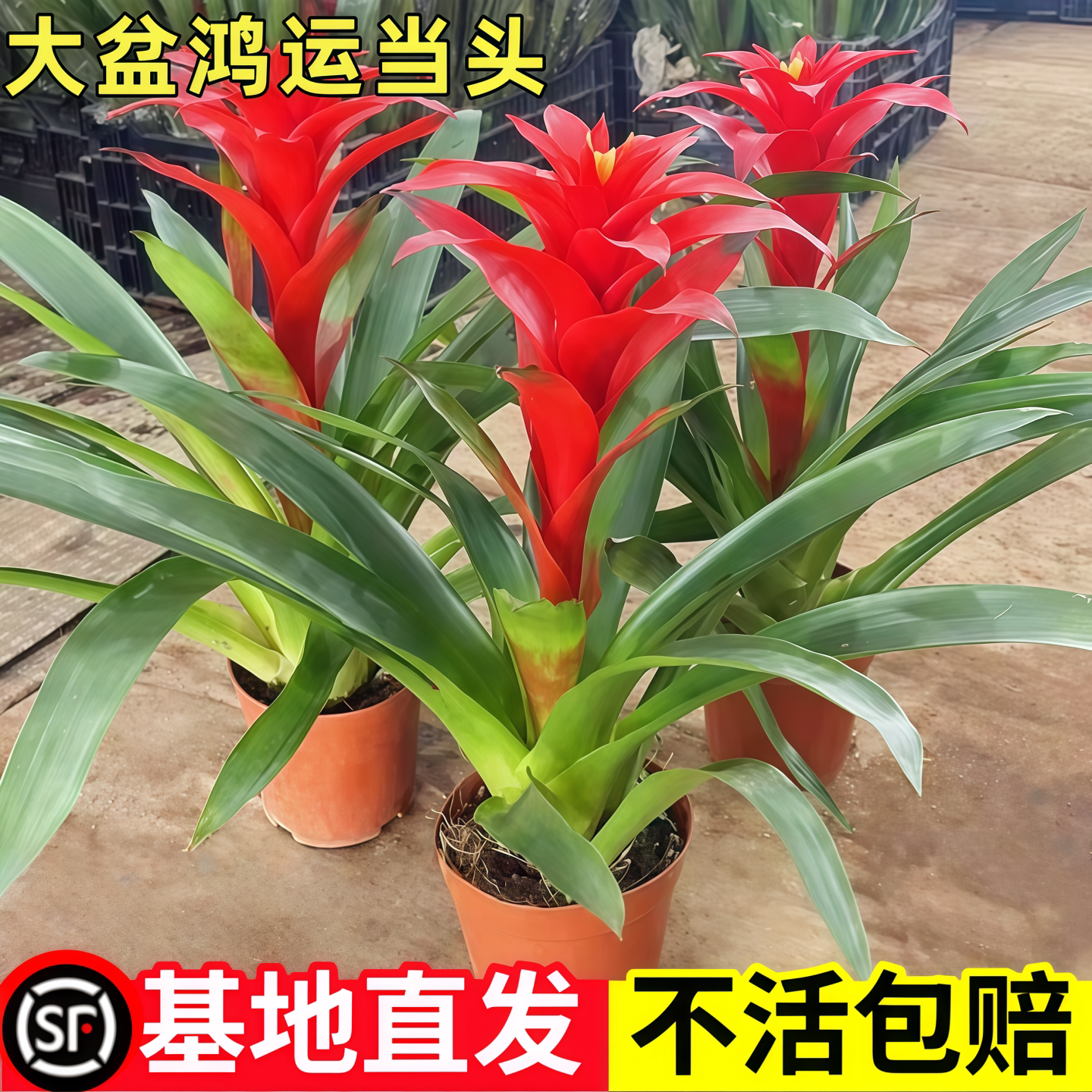 鸿运当头盆栽带花小红星室内客厅旺宅植物办公室桌面绿植花卉好养