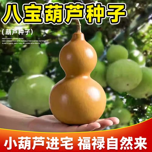 特大巨型葫芦种子文玩爬藤植物