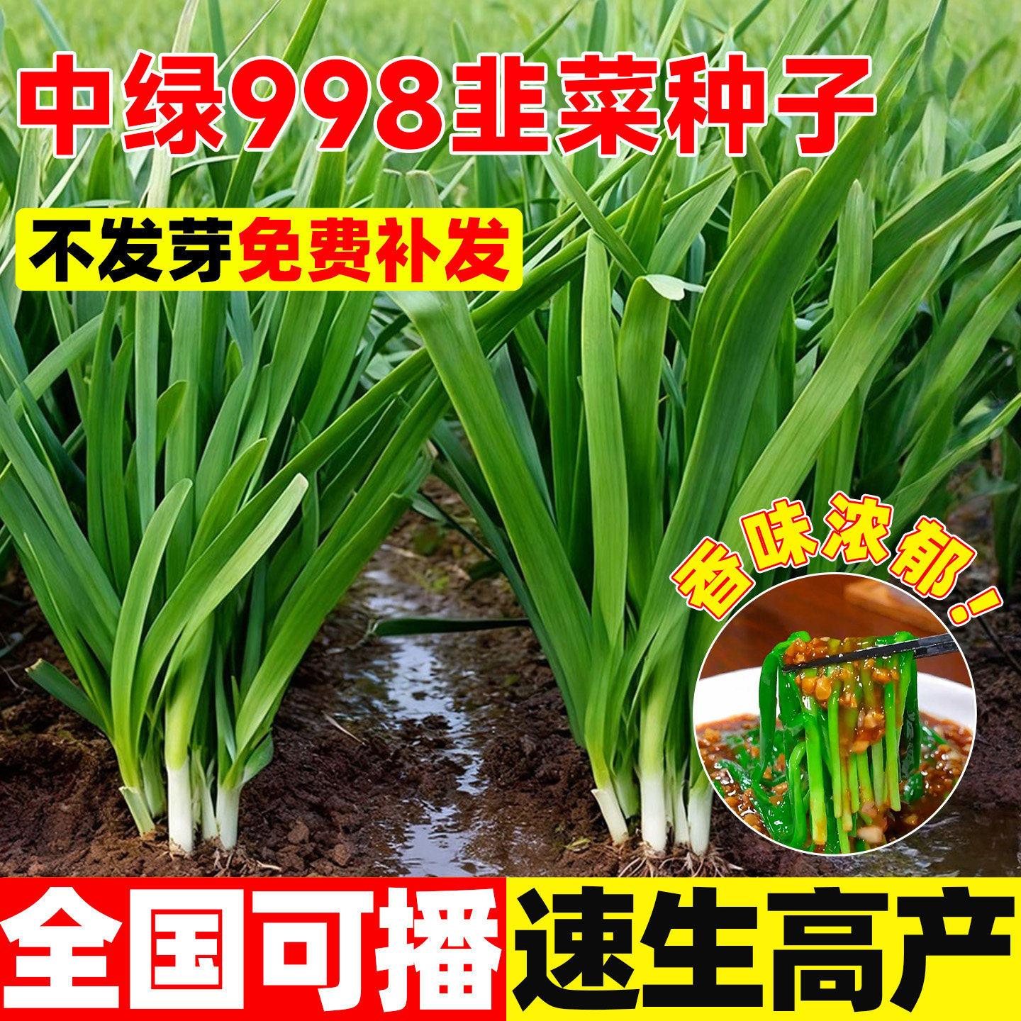 中绿998韭菜种子四季播高产
