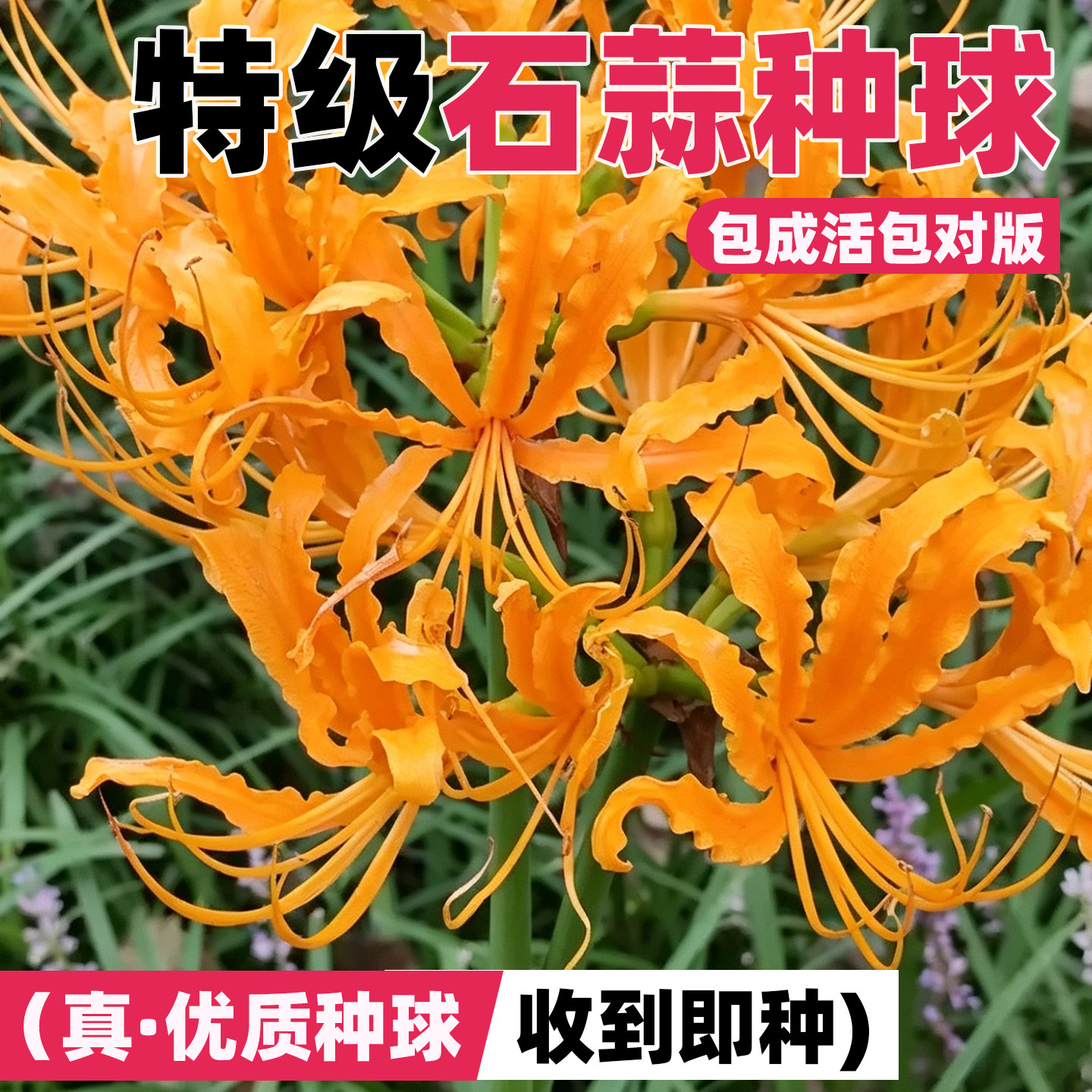 石蒜种球忽地笑红花彼岸花种球四季换锦曼珠沙华曼殊沙华龙爪花卉