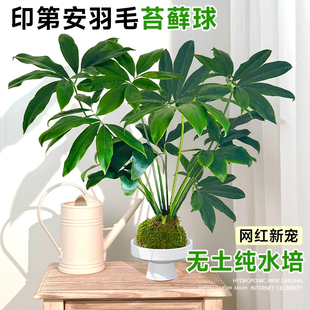 水培植物印第安羽毛蔓绿绒室内客厅办公室桌面大叶伞绿植盆栽摆件