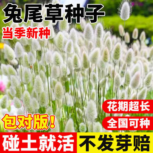 兔尾草种子四季开花爆盆庭院公园