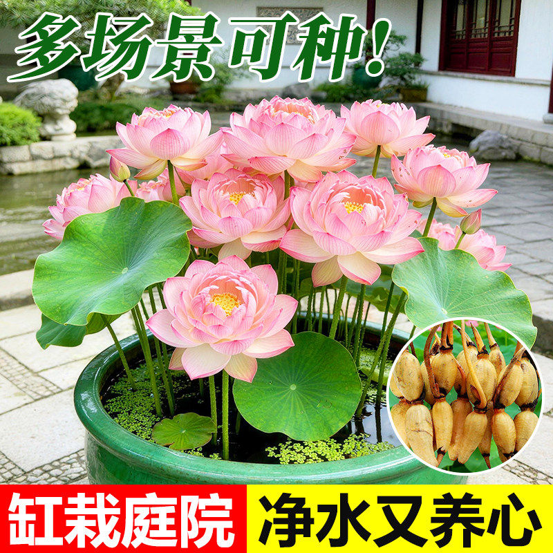 荷花种子藕种藕苗庭院盆栽水养水培植物大型观赏碗莲莲花池塘好养