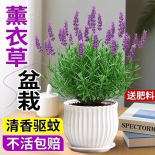薰衣草盆栽带花苞花苗助眠室内阳台庭院花卉小绿植四季可种驱蚊草