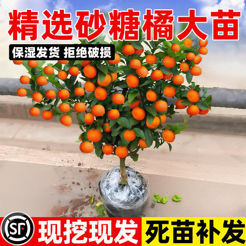 正宗广西沙糖桔子树苗带果砂糖