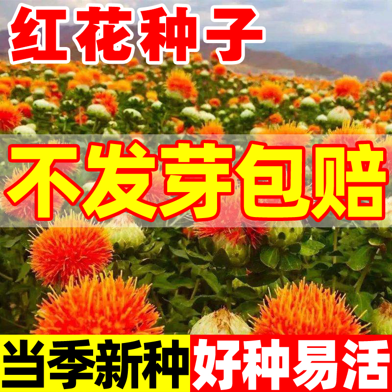 红花种子云南无刺红花种籽中药材大花高产食