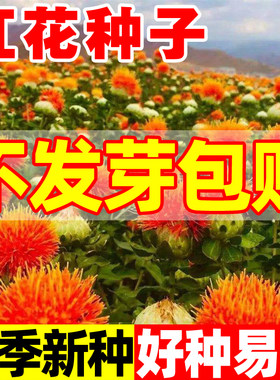 红花种子云南无刺红花种籽中药材大花高产食用特级四季种植开花苗