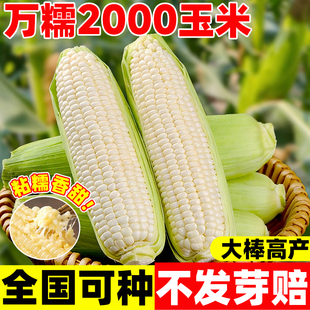 万糯2000玉米种子白甜糯高产四季播国审农家超甜加糯玉米种籽蔬菜