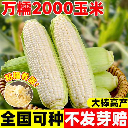 万糯2000玉米种子白甜糯高产四季