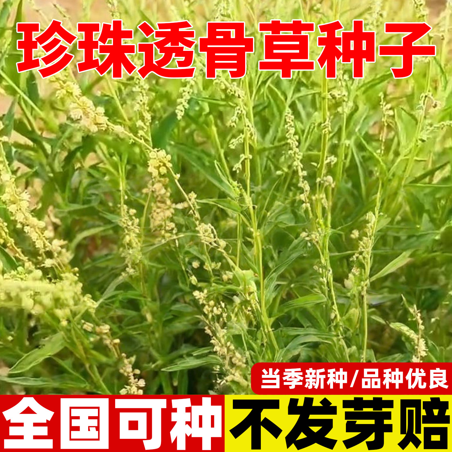 珍珠透骨草种子野生透骨草种籽新采中药材中草药植物春季四季可种