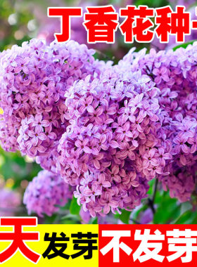 丁香花种子盆栽植物花卉
