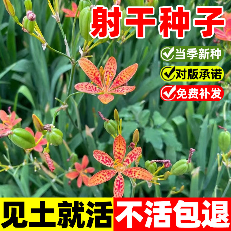 射干种子易活黑莓百合乌扇图片