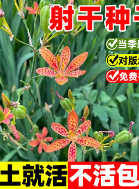 射干种子易活黑莓百合乌扇