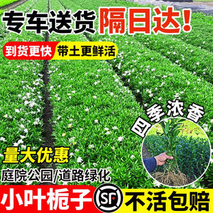 小叶栀子花苗重瓣浓香型大叶栀子花盆栽室外庭院四季常青绿化小苗