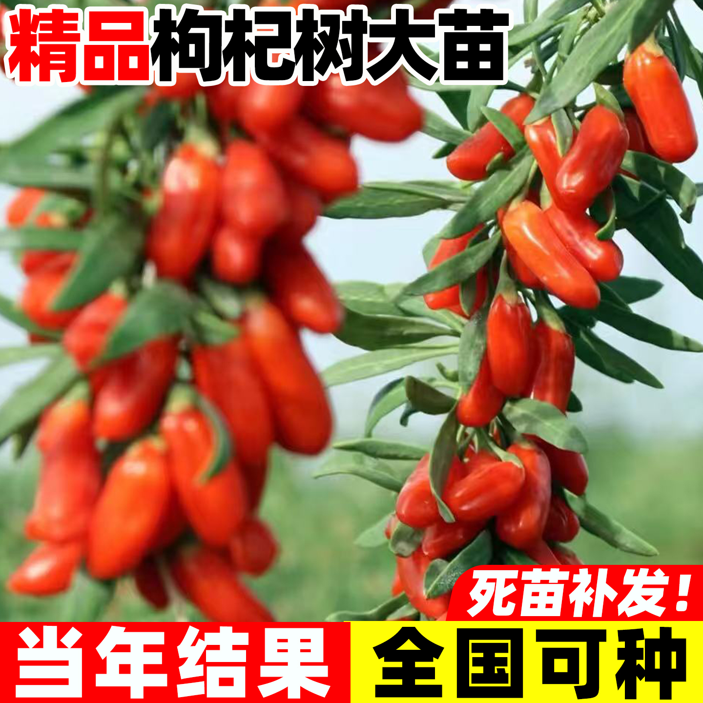枸杞树苗宁夏新疆红色食用黑枸杞苗老桩盆景盆栽种植枸杞子果树苗