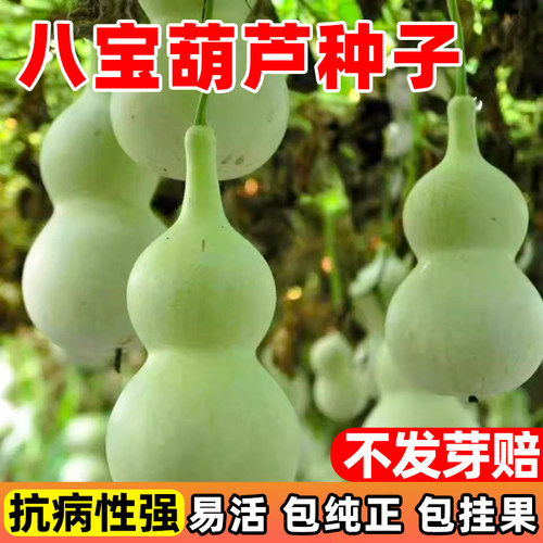 八宝葫芦籽大葫芦种子特小号文玩
