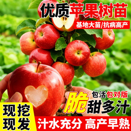 适合南方种的苹果树果冰糖心苹果