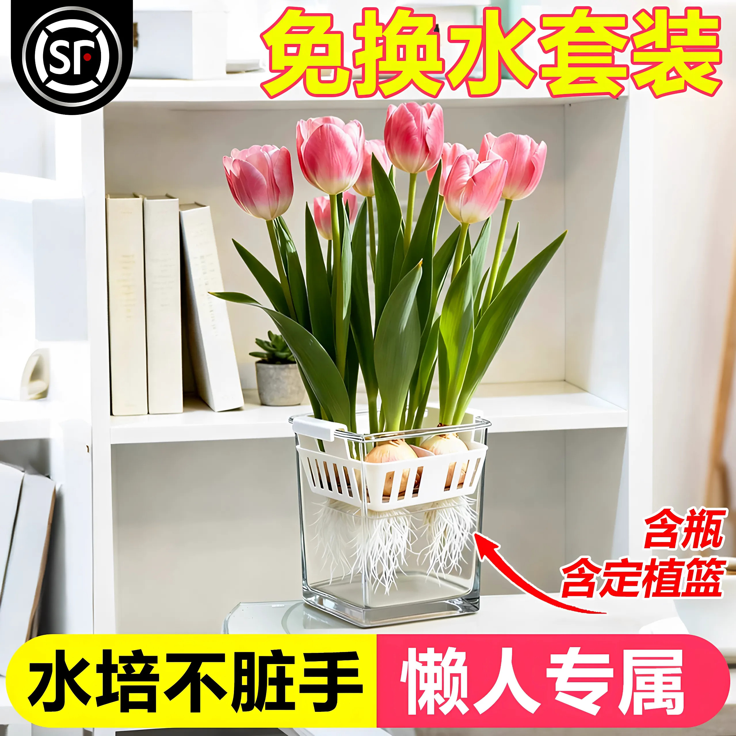 郁金香种球荷兰进口5度球新球水培桌面植物花卉种子阳台耐寒好养