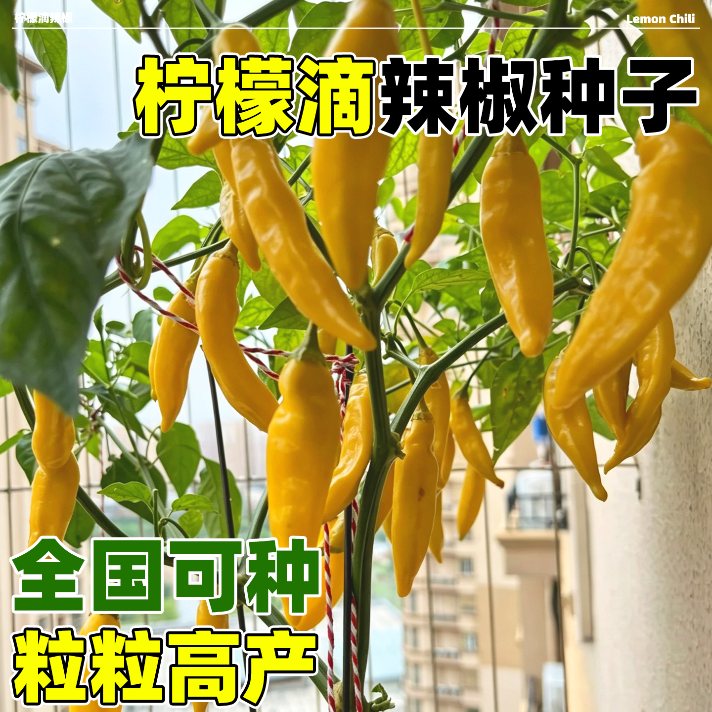 柠檬滴辣椒种子浓郁果香酸橙混合香味甜辣蔬菜种籽孑阳台庭院盆栽