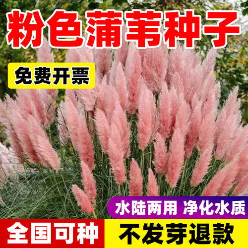 进口粉色蒲苇四季播多年生易活