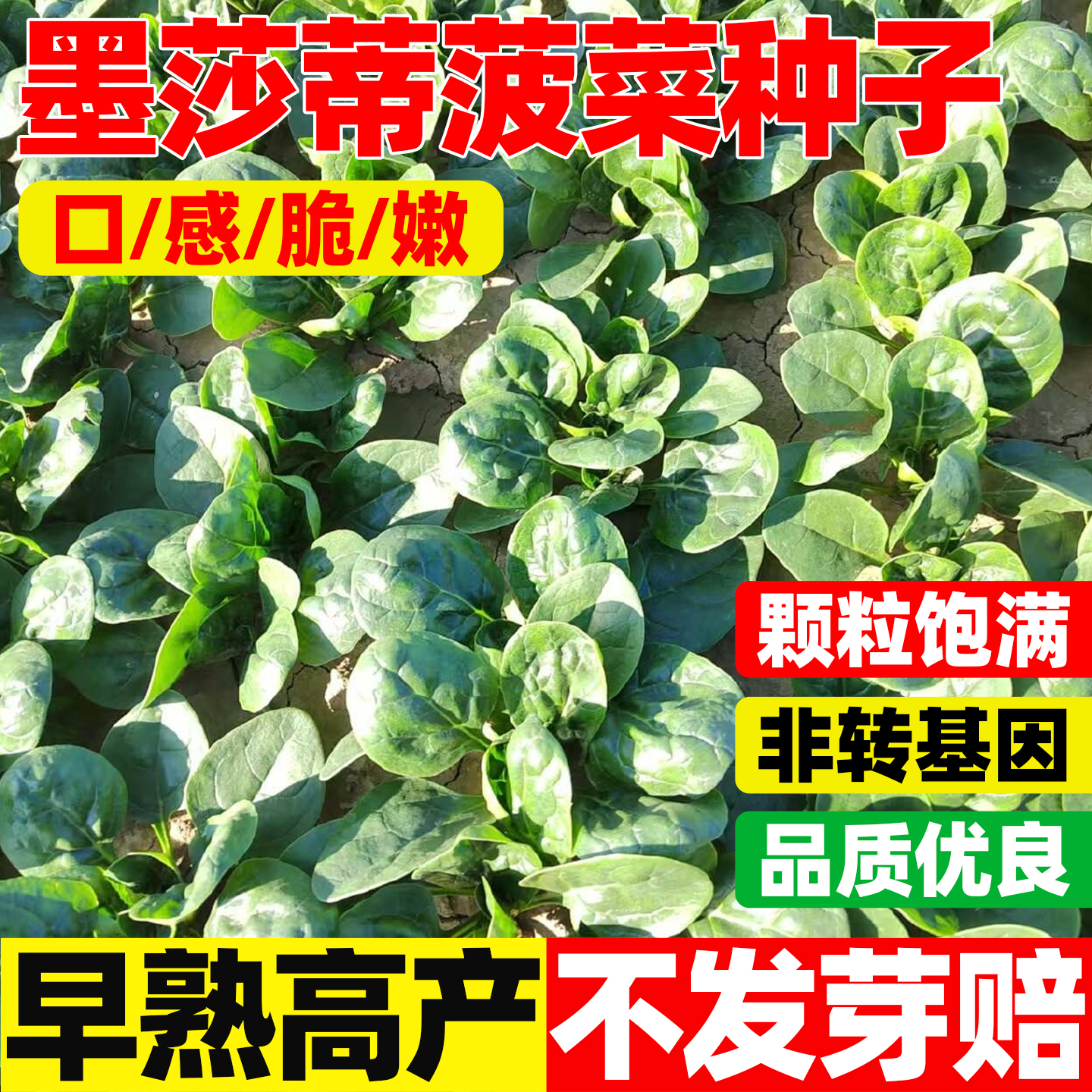 墨莎蒂菠菜种子庭院阳台盆栽易高产蔬菜大全耐热耐寒大叶菠菜种籽