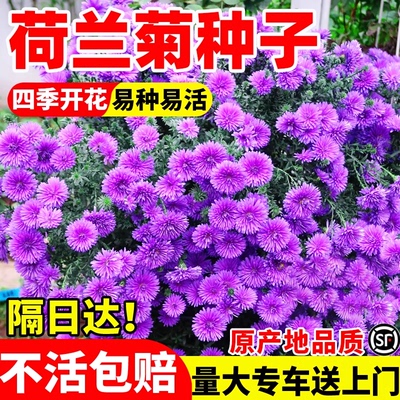 荷兰菊花种子四季盆栽重瓣紫苑花