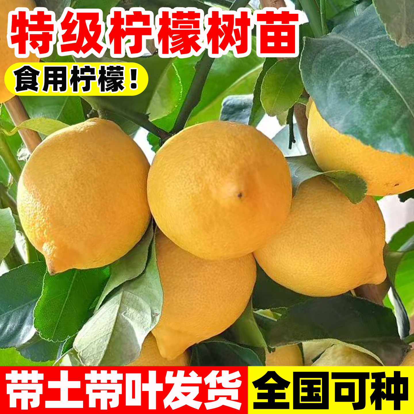 香水柠檬树苗盆栽带果室内室外结