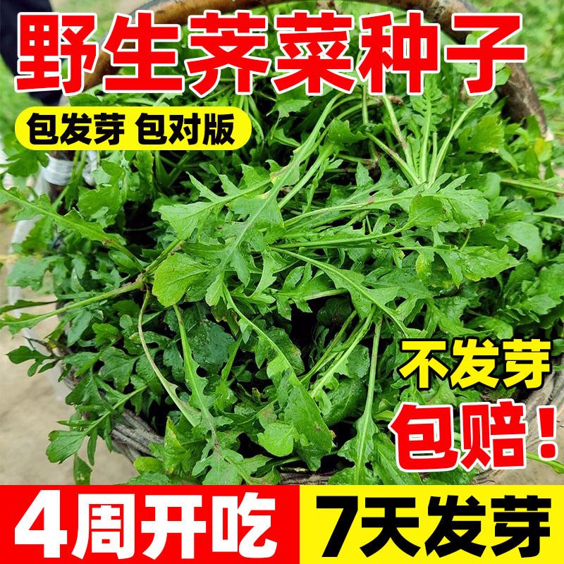 野生荠菜种子四季种植荠荠菜种