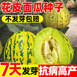 花皮面瓜种子老品种面瓜种籽露地生吃甜瓜香瓜四季种植易活可留种