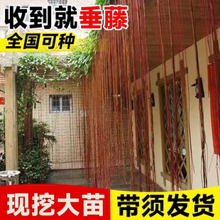 一帘幽梦锦屏藤苗耐阴热绿植垂吊龙须藤蔓室内外阳台庭院爬藤植物