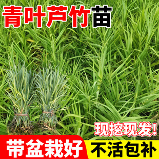 青叶芦竹大苗四季种植北方耐寒庭院阳台多年生盆栽花卉观赏植物苗