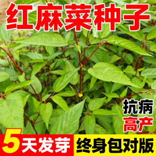 红麻菜种子叶用青白麻叶四季种植潮汕特产正宗凉拌红麻叶蔬菜种子