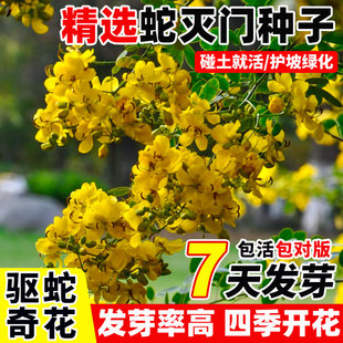 驱蛇虫草花种籽蛇灭门种子孑庭院阳台盆栽四季花卉望江南野决明籽
