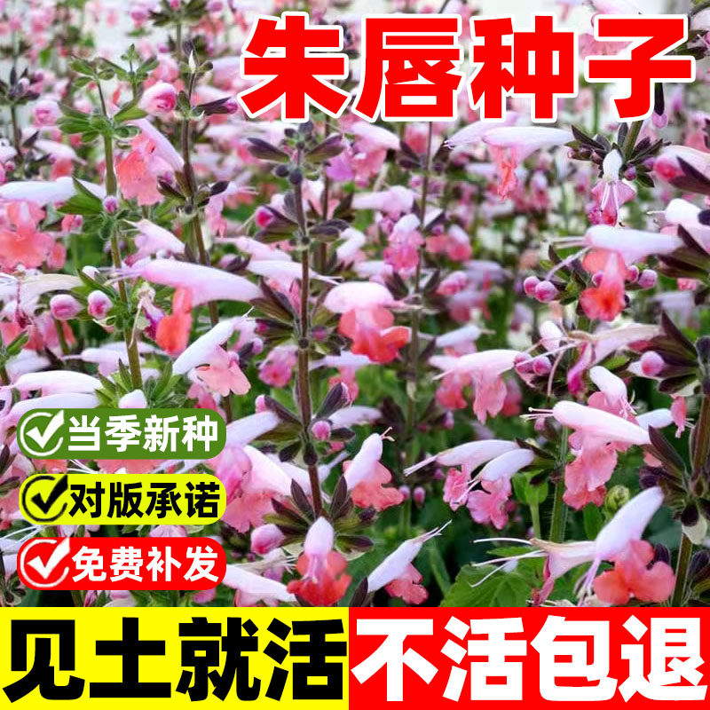 朱唇种子夏之宝石粉钻种籽孑红花鼠尾草室内阳台盆栽庭院花镜春夏