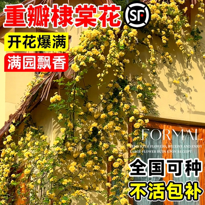重瓣棣棠花苗盆栽爬藤植物室外耐