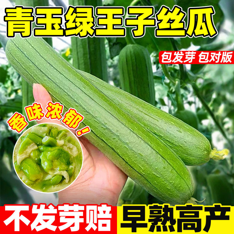 青玉绿王子丝瓜种子庭院种植农家高产早熟肉丝瓜四季蔬菜种子大全,鲜花速递/花卉仿真/绿植园艺,家庭园艺种子,淘宝优惠券,粉丝福利购,淘宝优惠卷