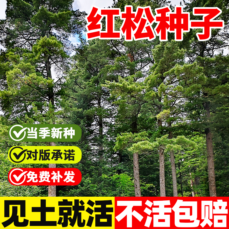 红松种子罗汉松种籽四季庭院护坡造林松树种子常绿乔木林木种子孑