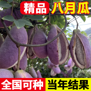 八月瓜种子四季高产耐寒易活阳台庭院种植爬藤食用水果八月瓜种籽
