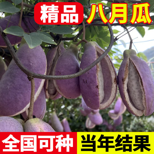 八月瓜种子四季高产庭院种植易活