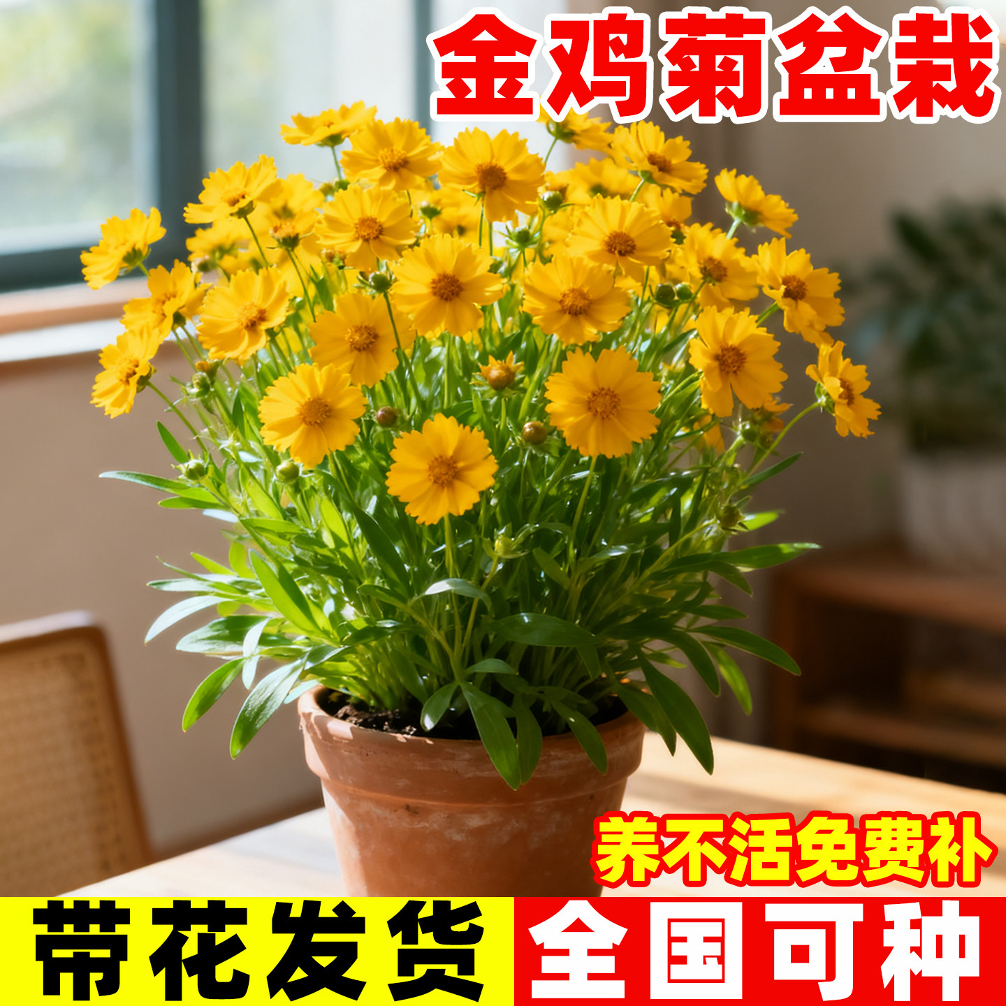 重瓣金鸡菊盆栽耐寒耐热多图片