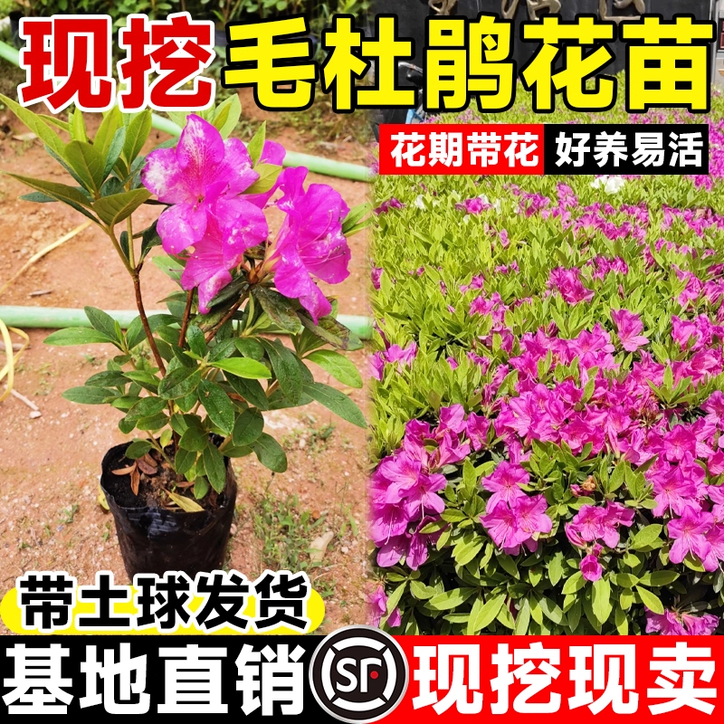 毛杜鹃夏娟毛鹃花苗庭院精品映山